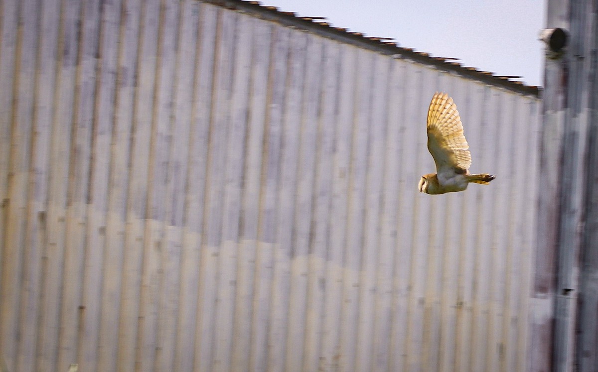 American Barn Owl - ML639768476