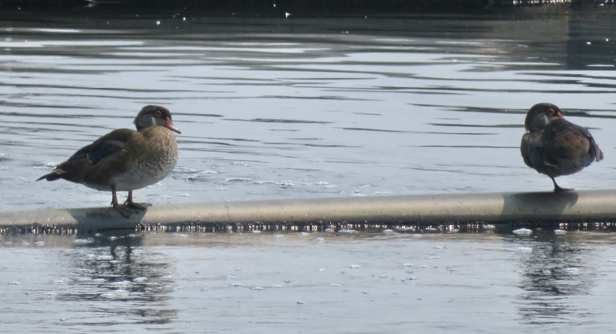 Wood Duck - ML639768477