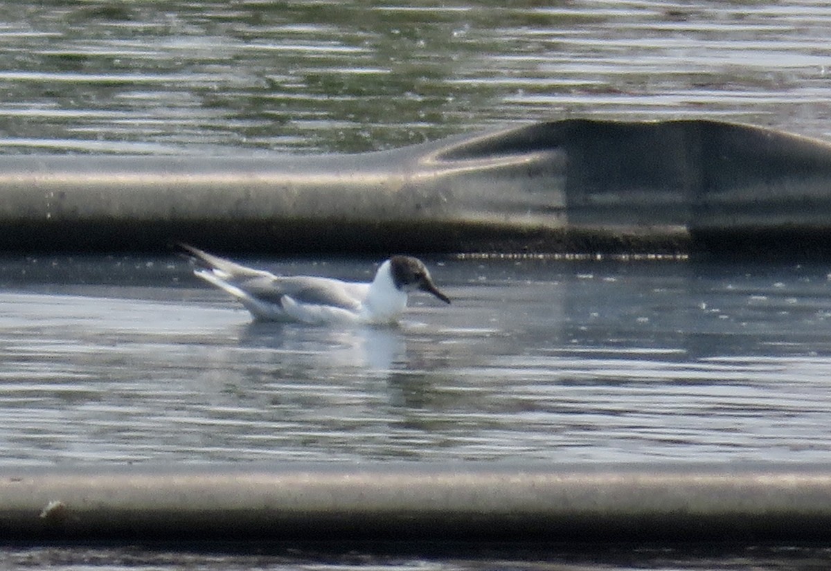 Bonaparte's Gull - ML639768488