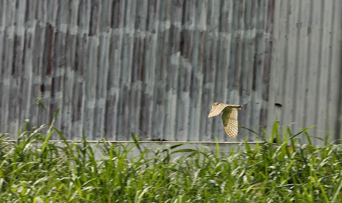 American Barn Owl - ML639768491