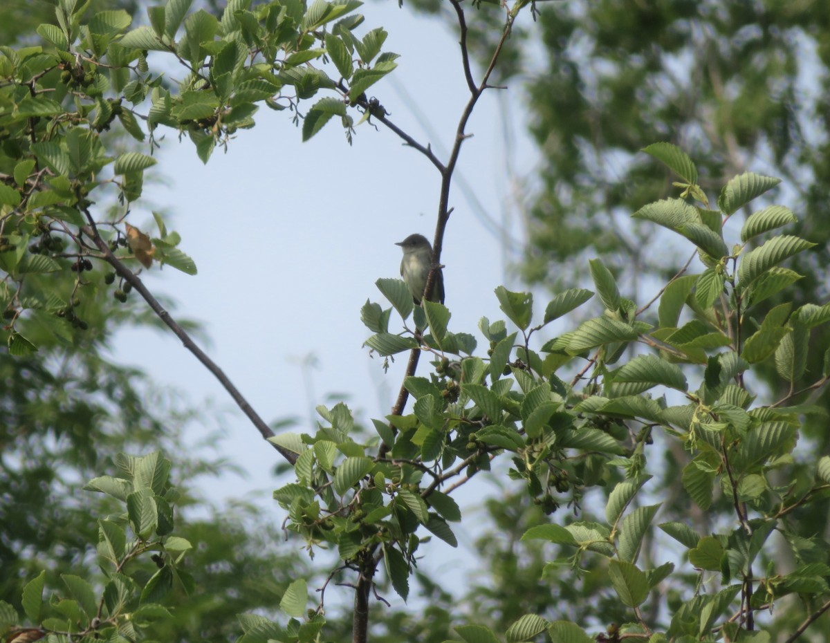 Alder Flycatcher - ML639768499
