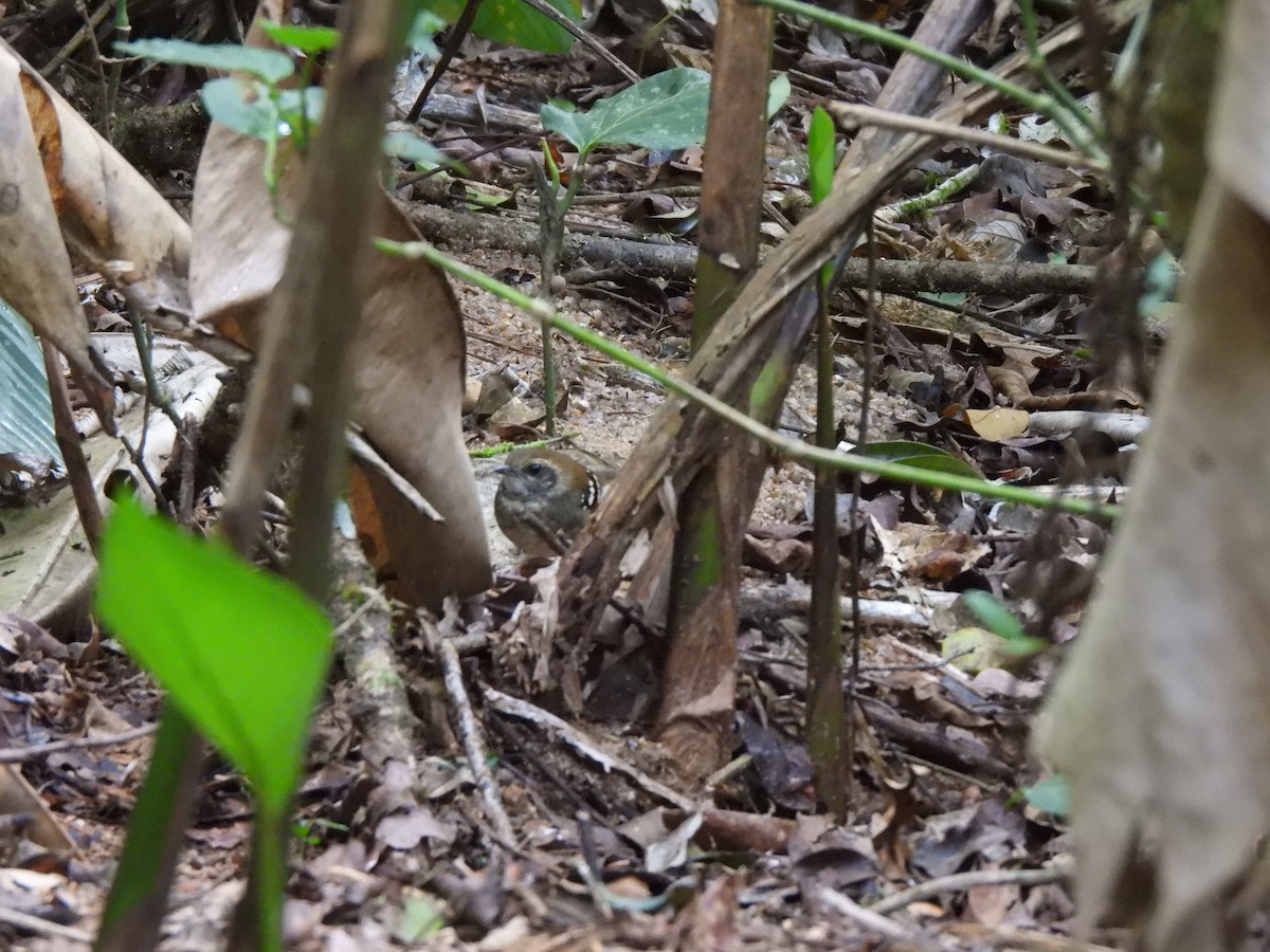Squamate Antbird - ML639768557