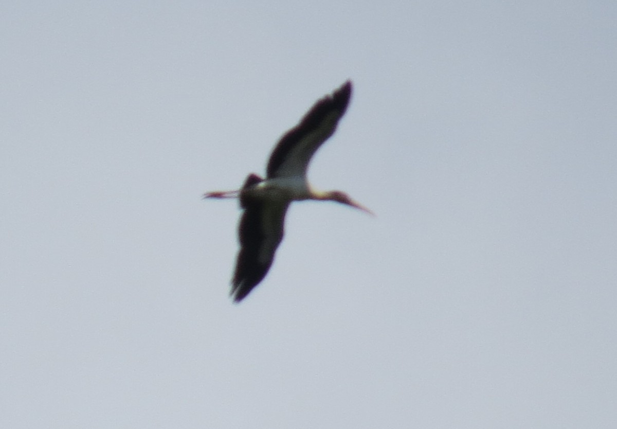 Wood Stork - ML639768725
