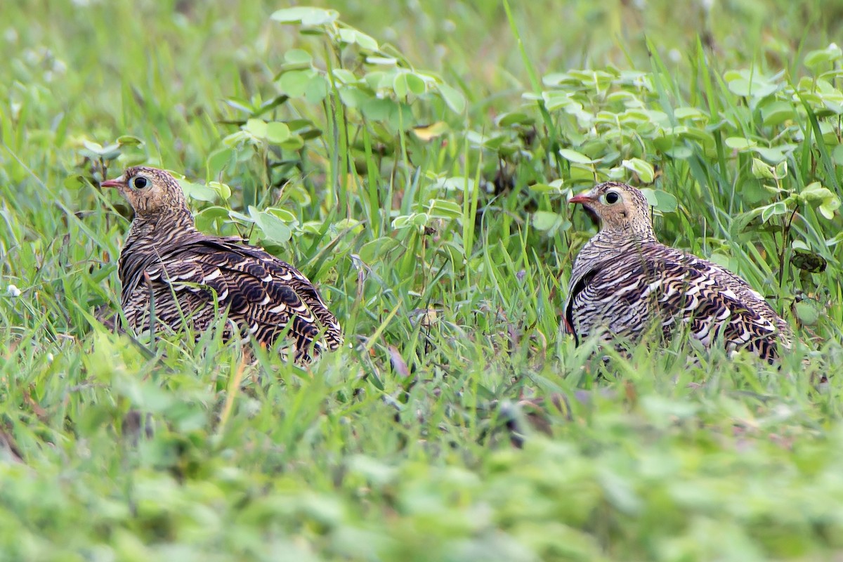 Painted Sandgrouse - ML639768730