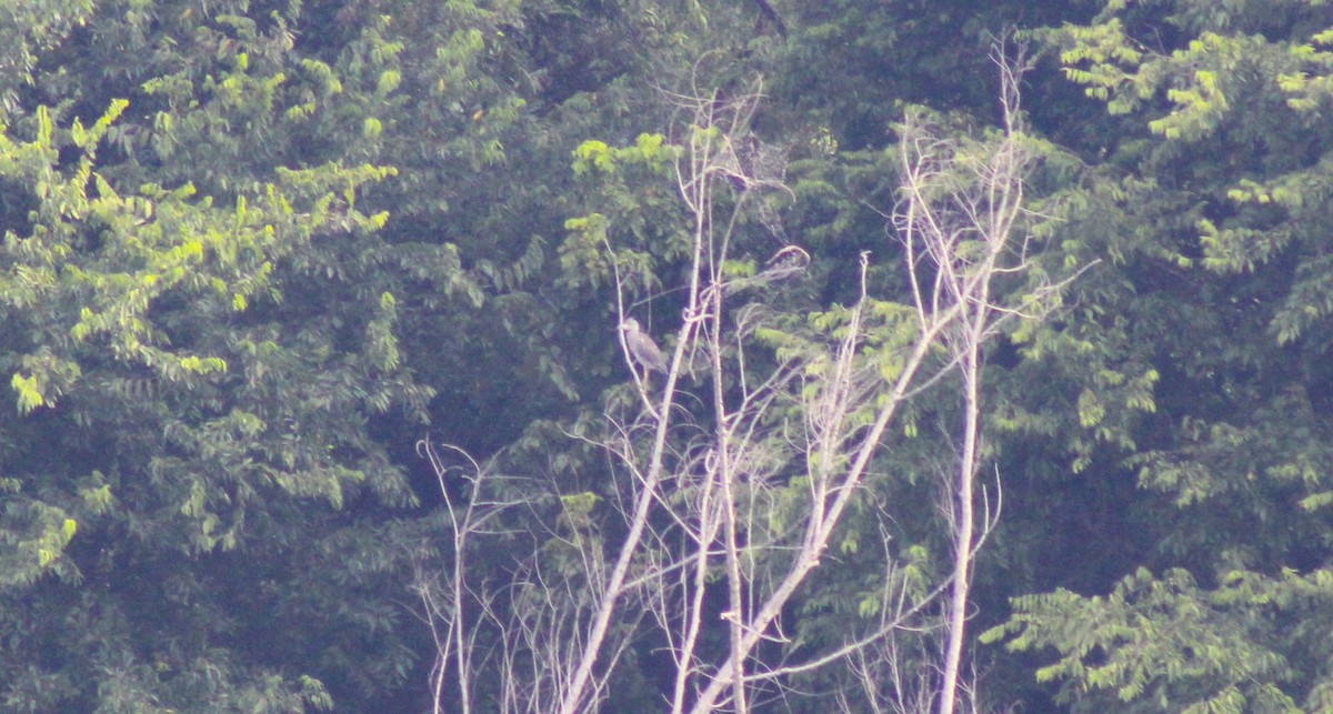 Black-crowned Night Heron - ML639768743