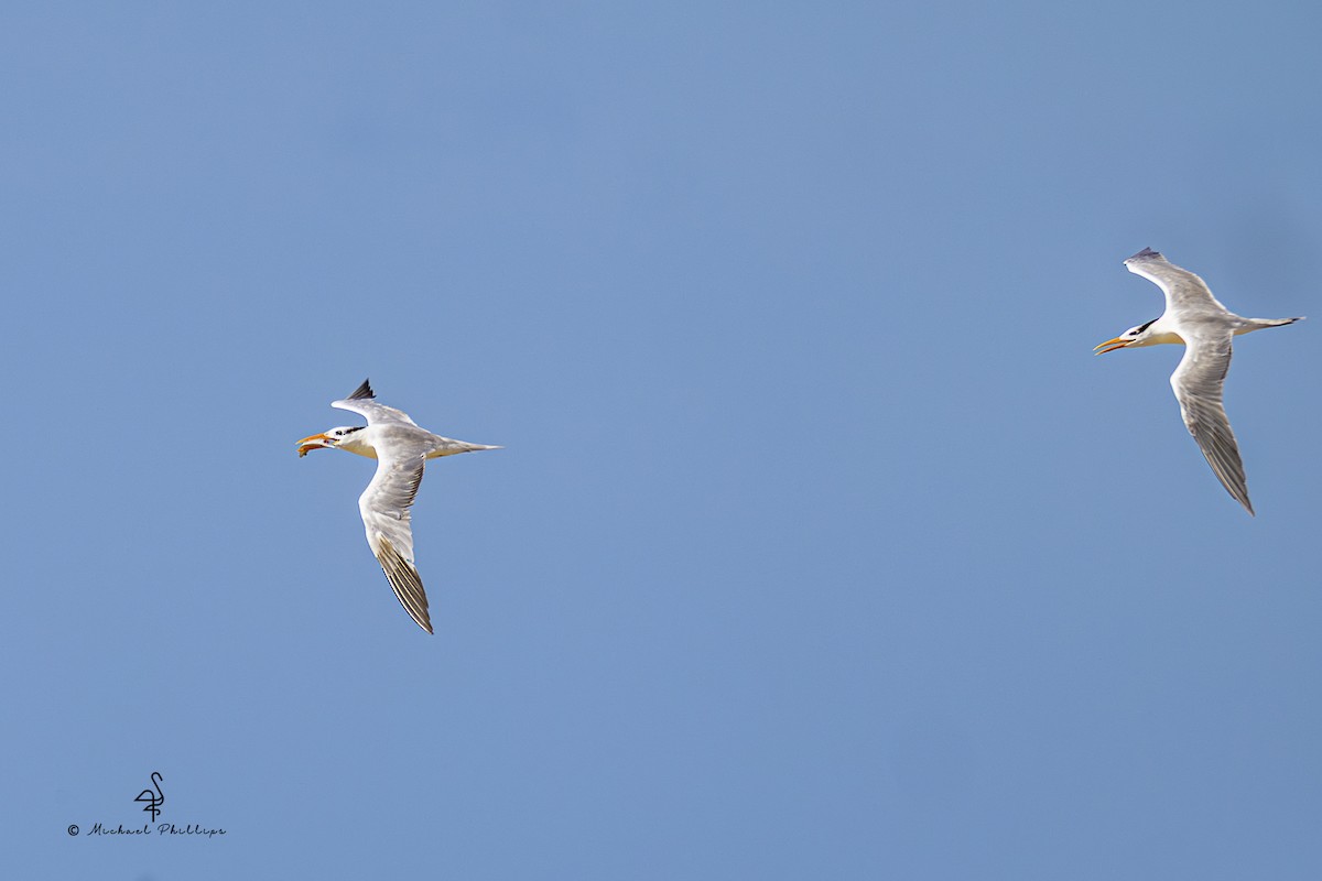Royal Tern - ML639768754
