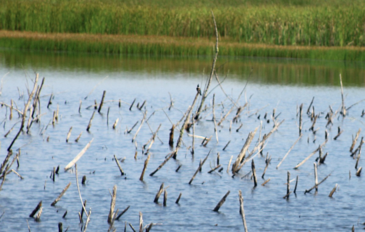 Belted Kingfisher - ML639768757