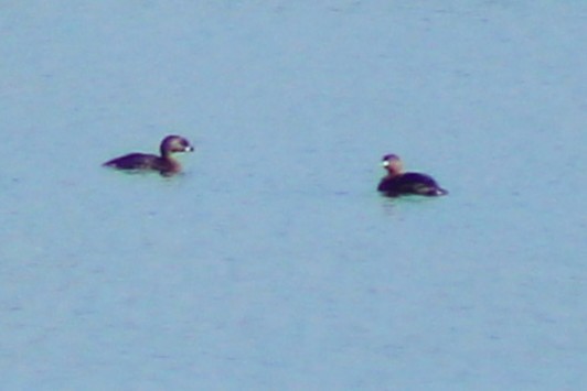 Pied-billed Grebe - ML639768808
