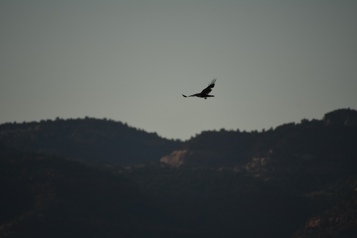 Kuzgun - ML639768810