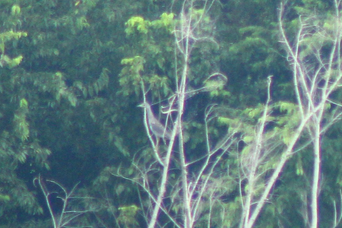 Black-crowned Night Heron - ML639768847
