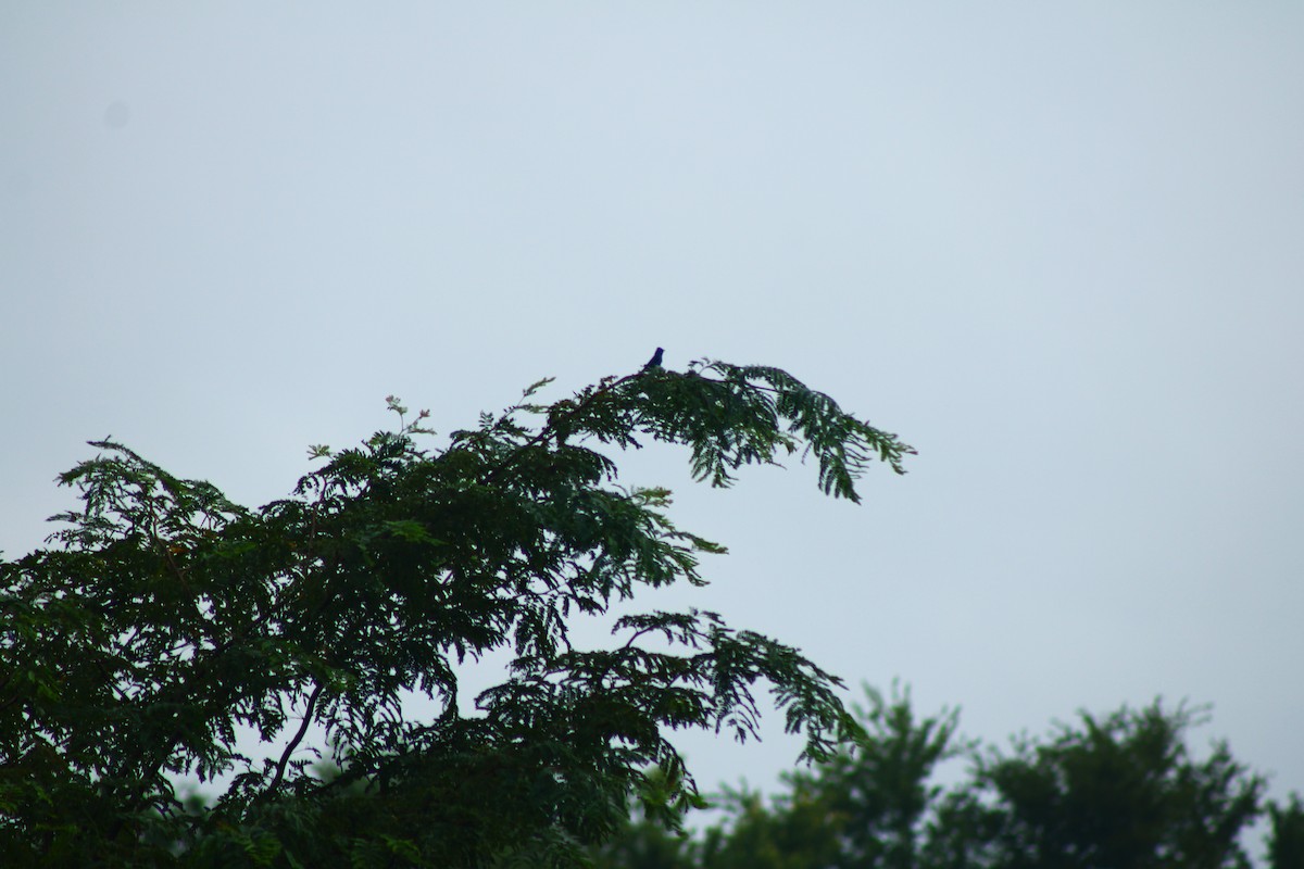 Indigo Bunting - ML639768875
