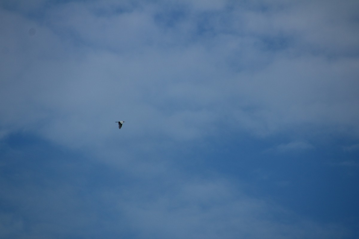 Western Cattle-Egret - ML639768905