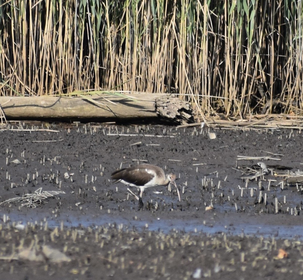 White Ibis - ML639768952