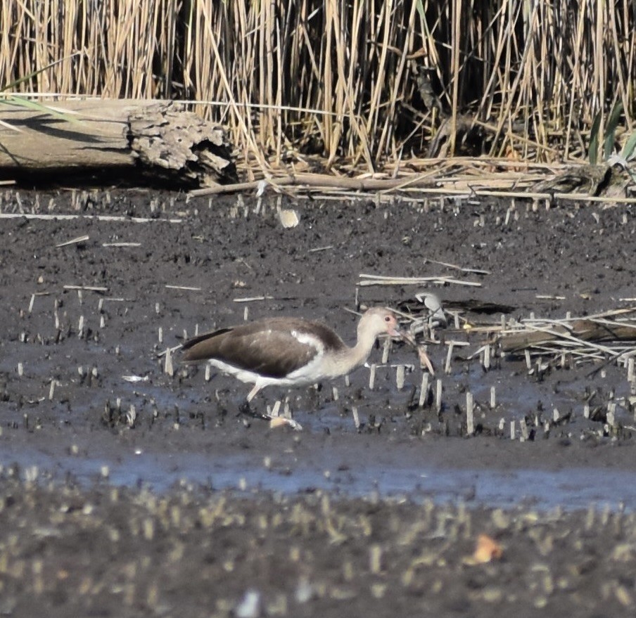White Ibis - ML639768954