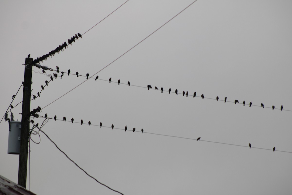 Brown-headed Cowbird - ML639768980