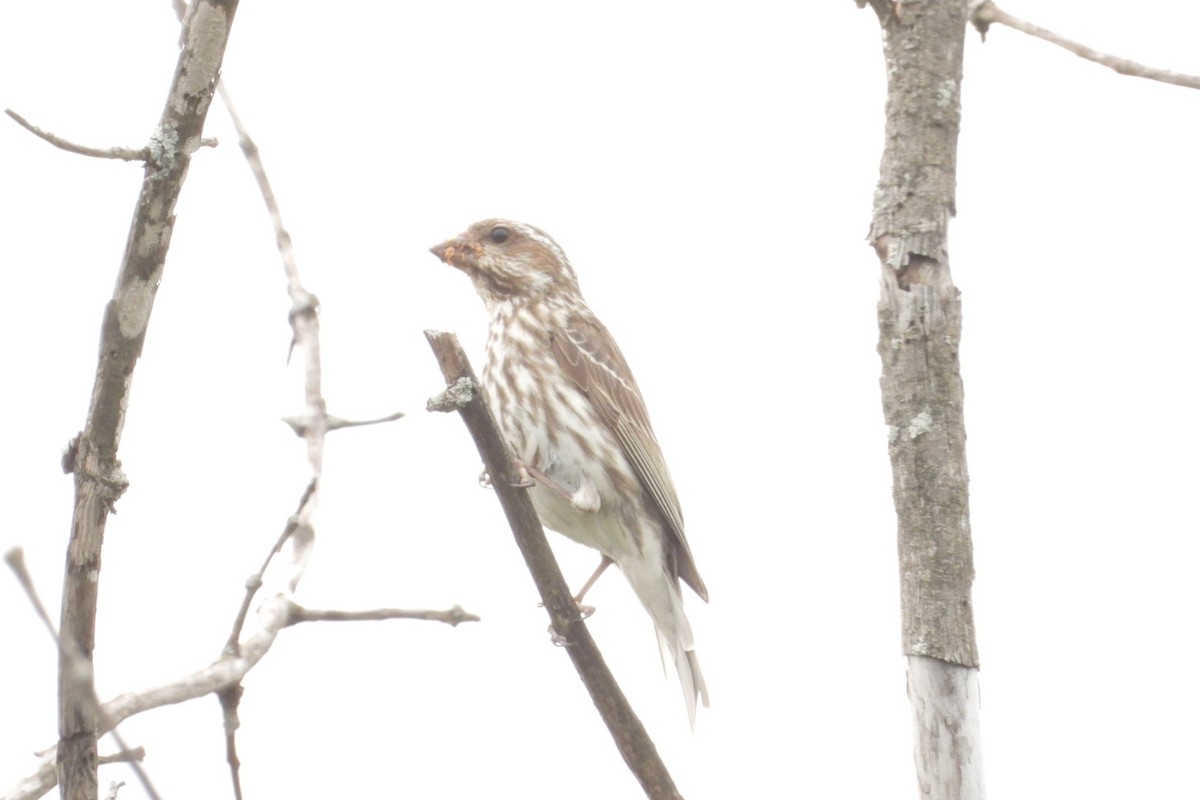 Purple Finch - ML639768987