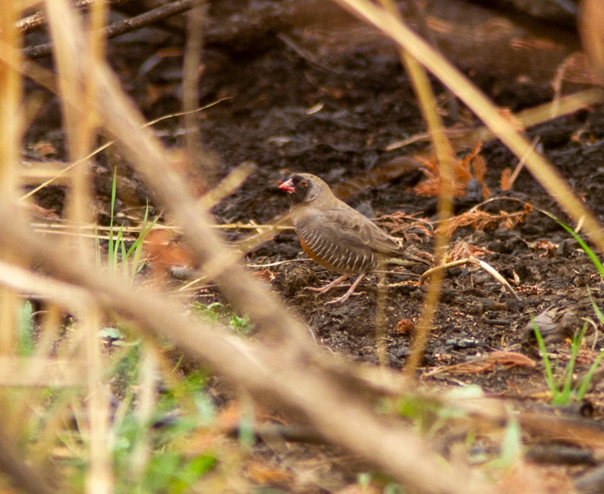 Quailfinch (Black-faced) - ML639769011