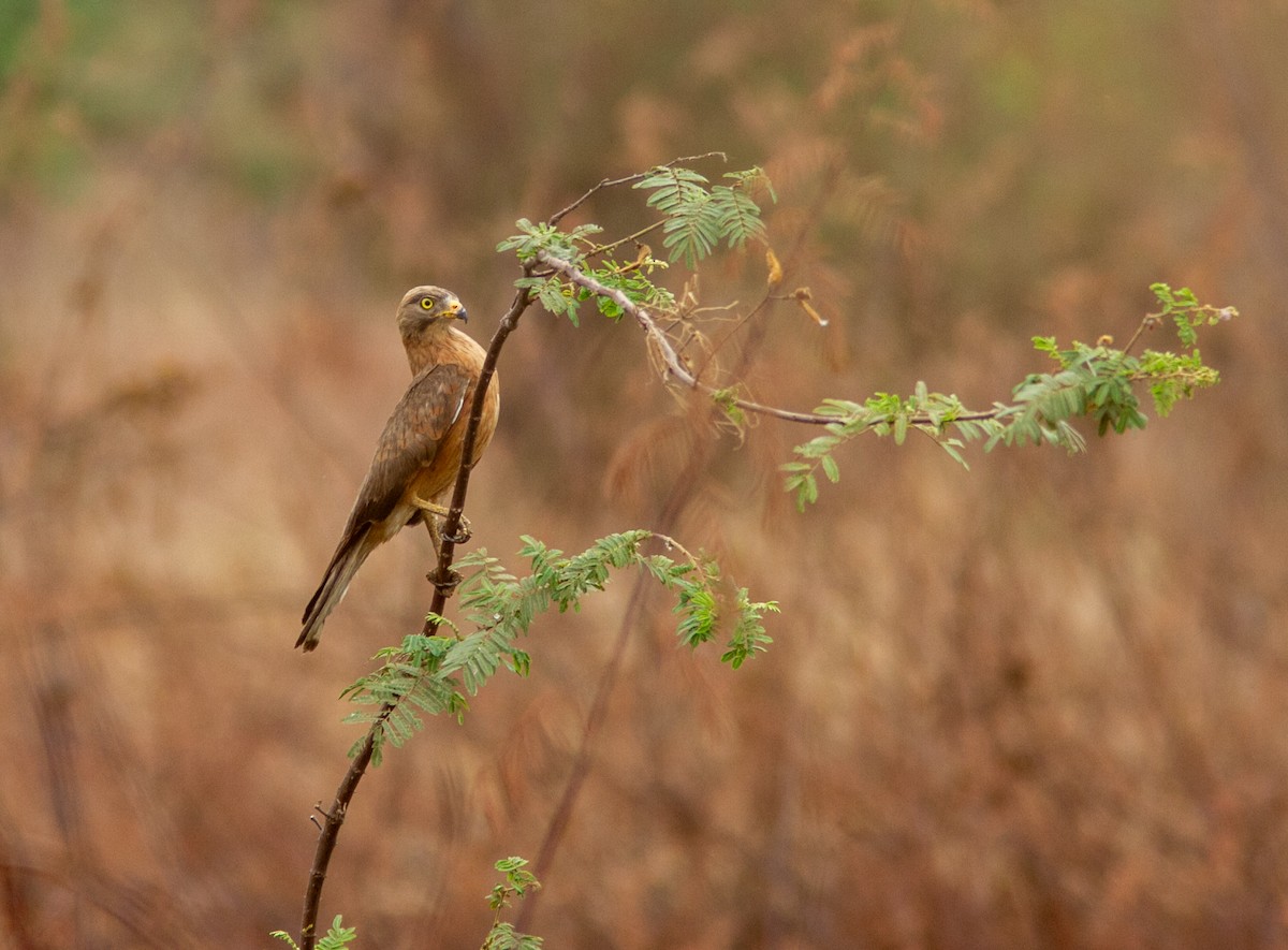 Grasshopper Buzzard - ML639769034