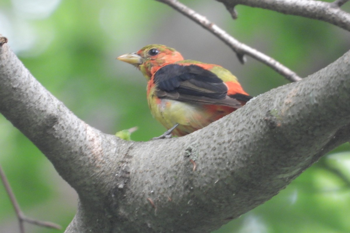 Scarlet Tanager - ML639769062