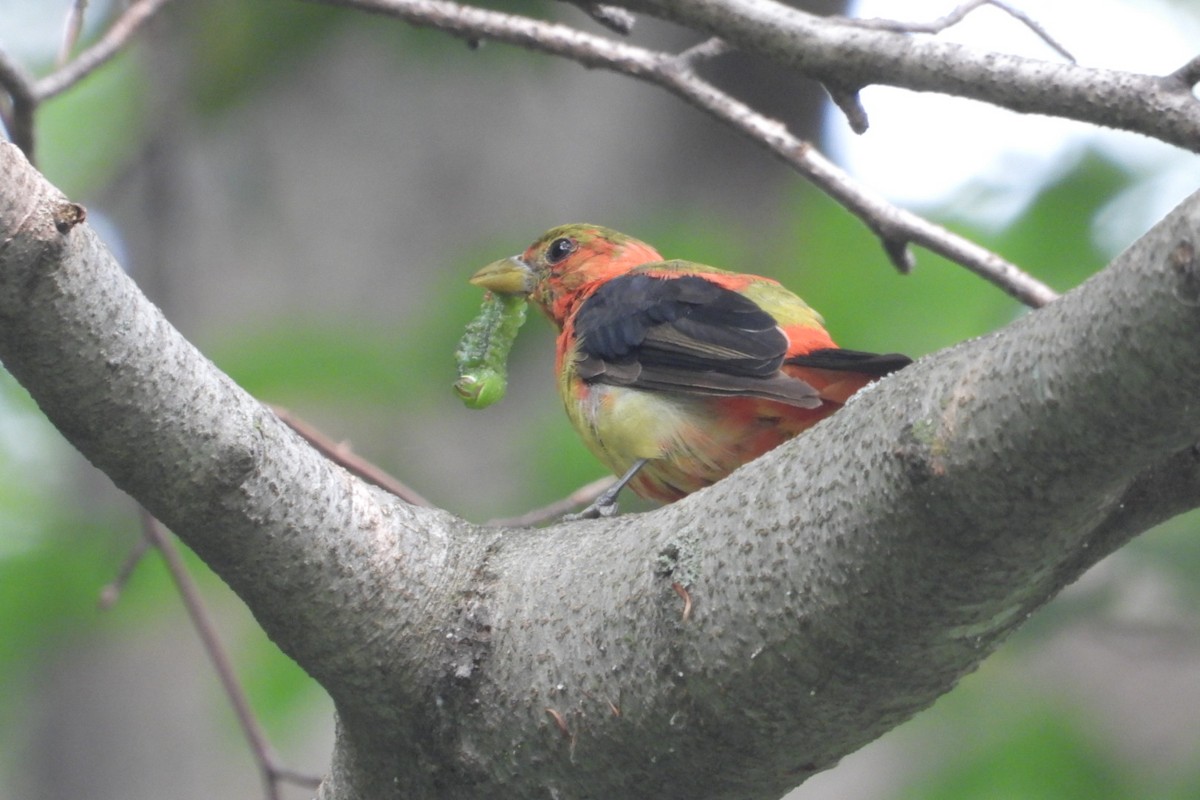 Scarlet Tanager - ML639769081