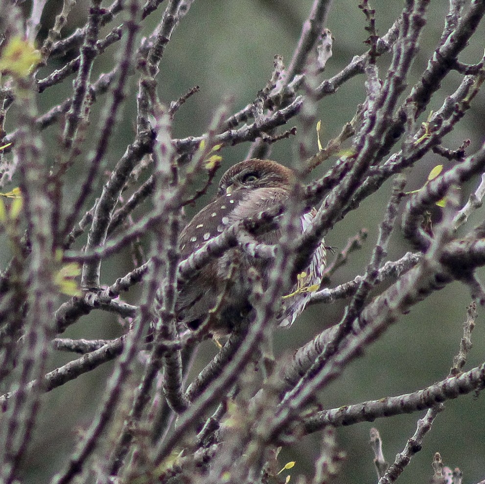 Austral Pygmy-Owl - ML639769128