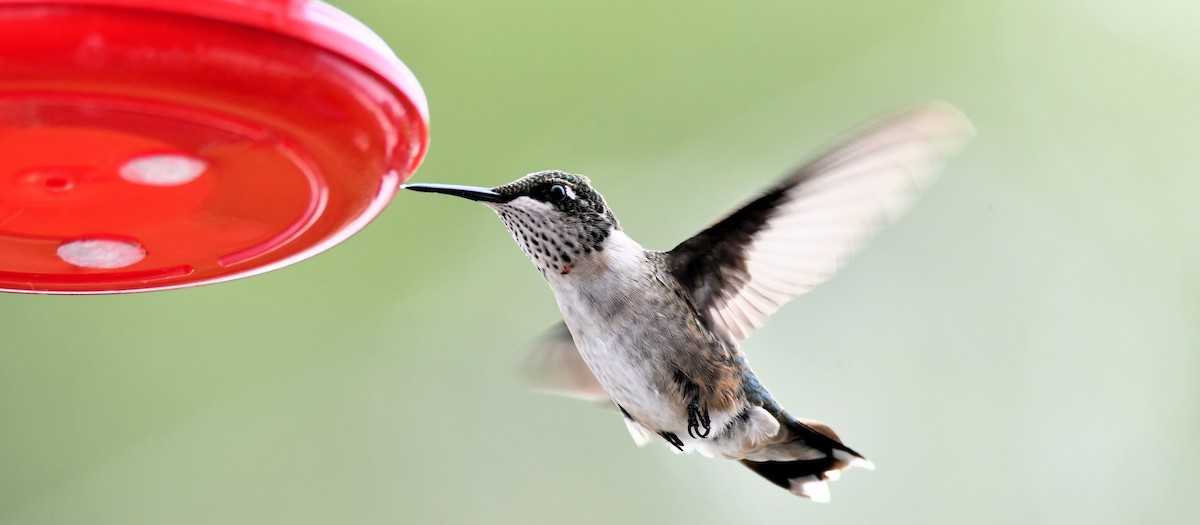 Ruby-throated Hummingbird - ML639769254