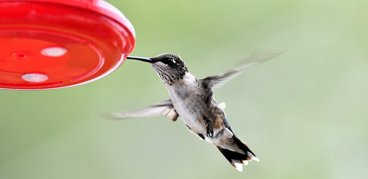 Ruby-throated Hummingbird - ML639769267