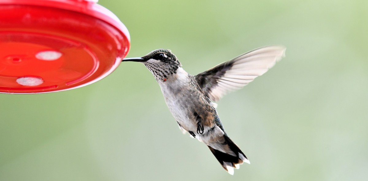 Ruby-throated Hummingbird - ML639769270