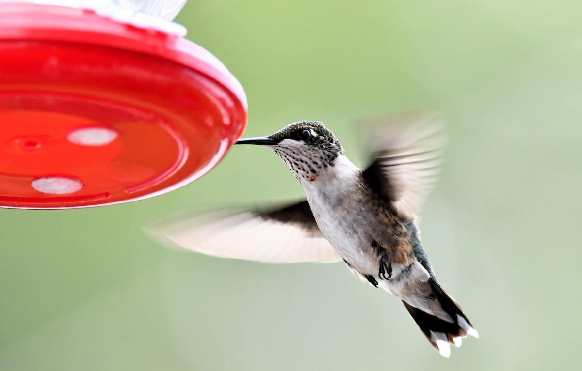 Ruby-throated Hummingbird - ML639769278