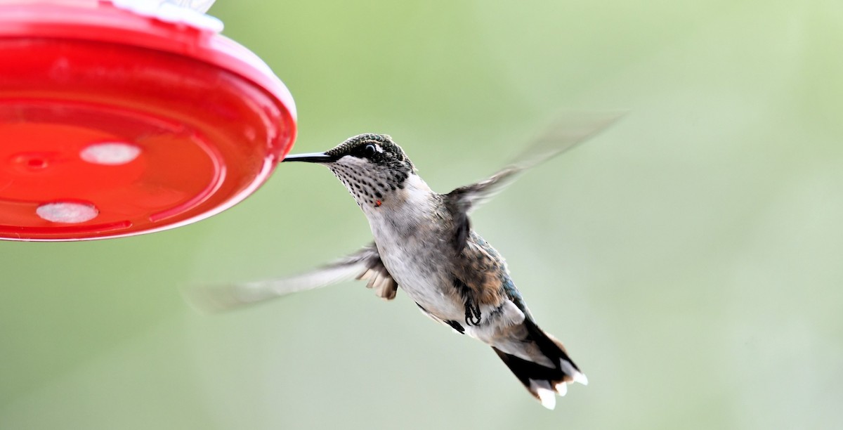 Ruby-throated Hummingbird - ML639769279