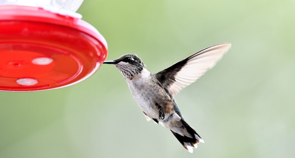 Ruby-throated Hummingbird - ML639769282