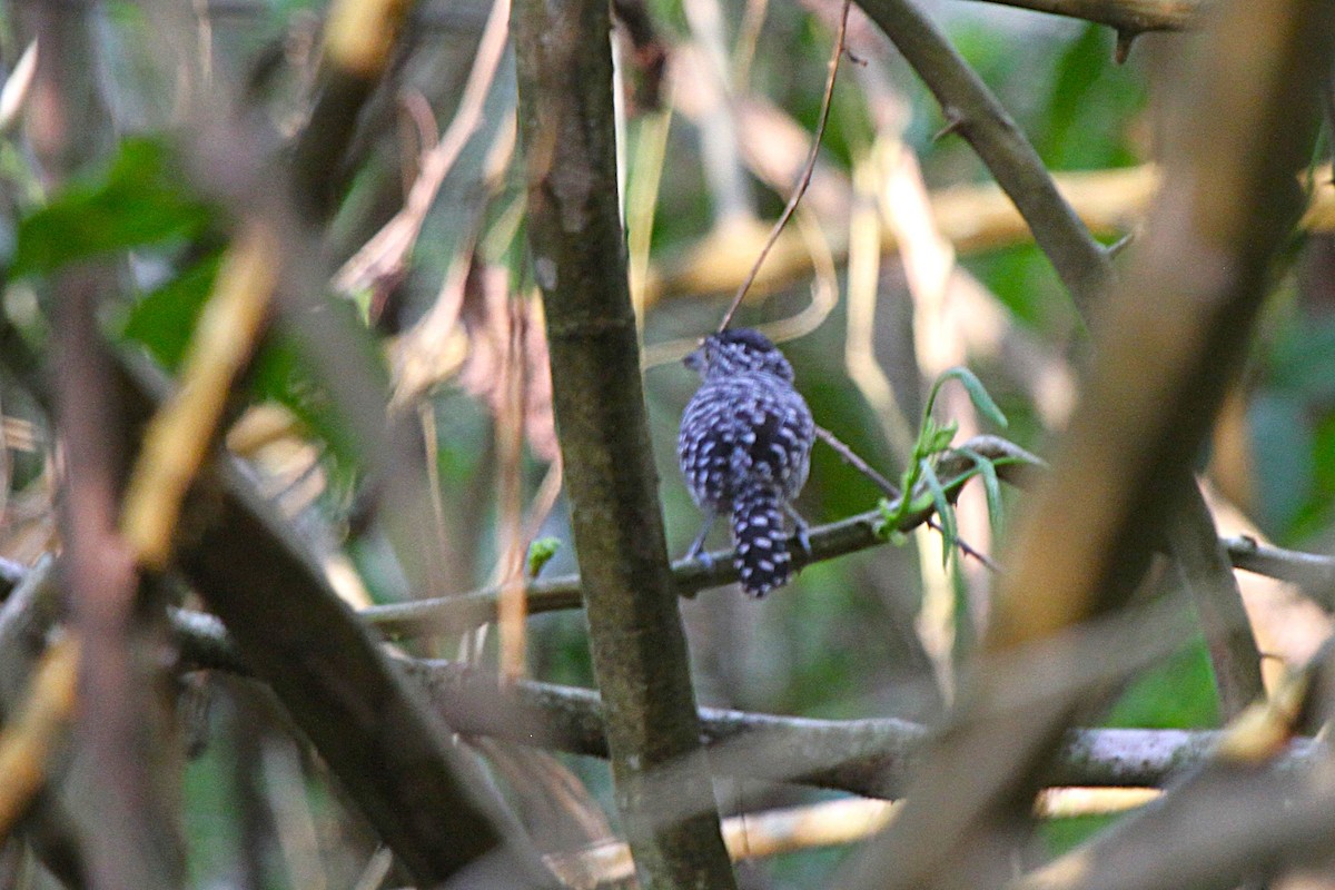 Barred Antshrike - ML639769291