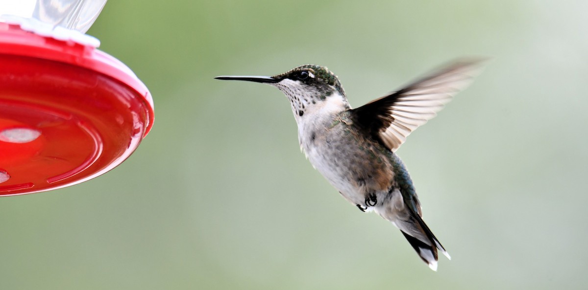 Ruby-throated Hummingbird - ML639769301
