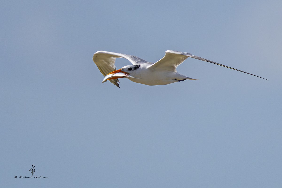 Royal Tern - ML639769305