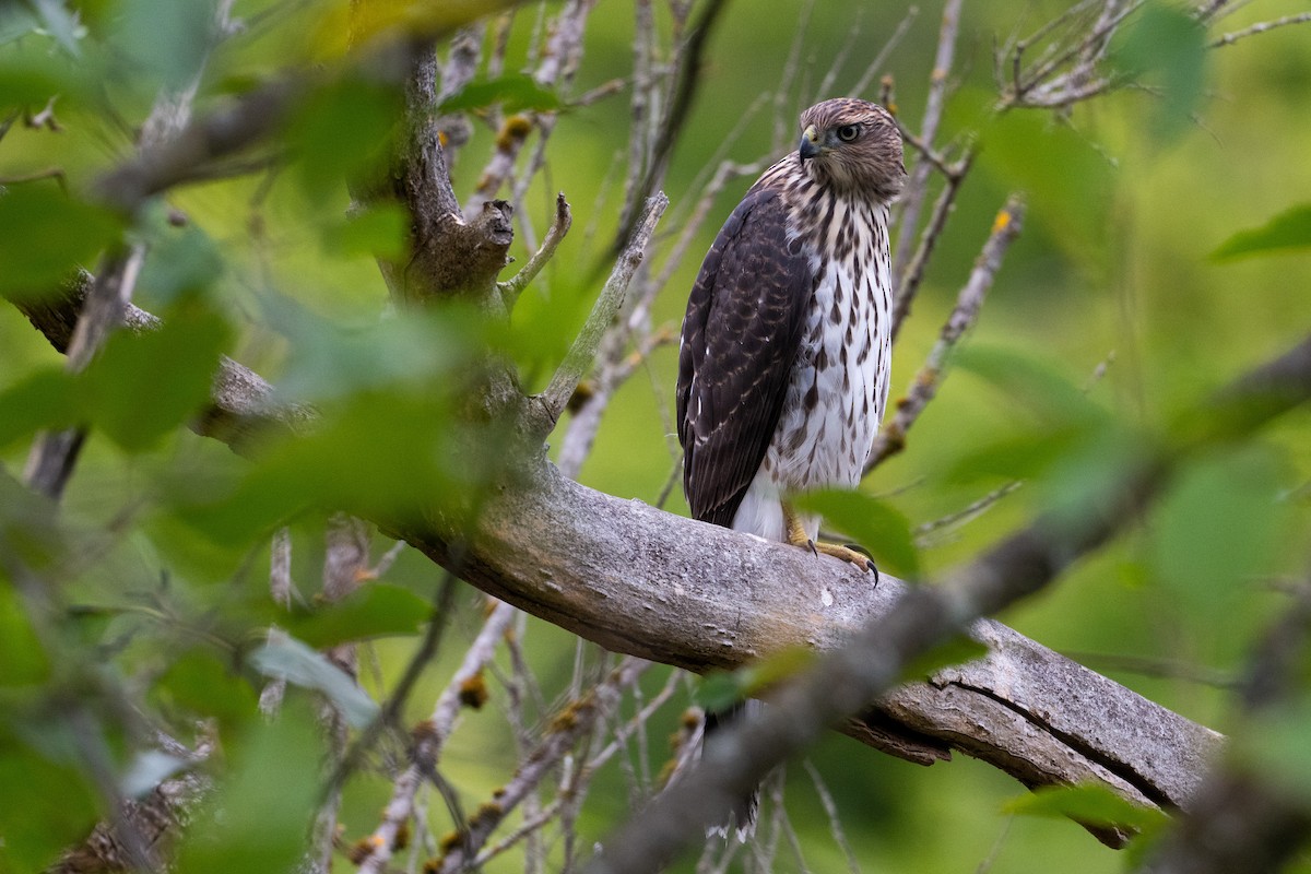 Cooper's Hawk - ML639769323