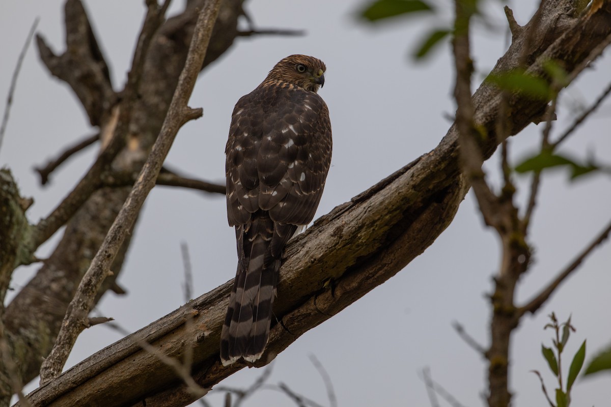 Cooper's Hawk - ML639769324