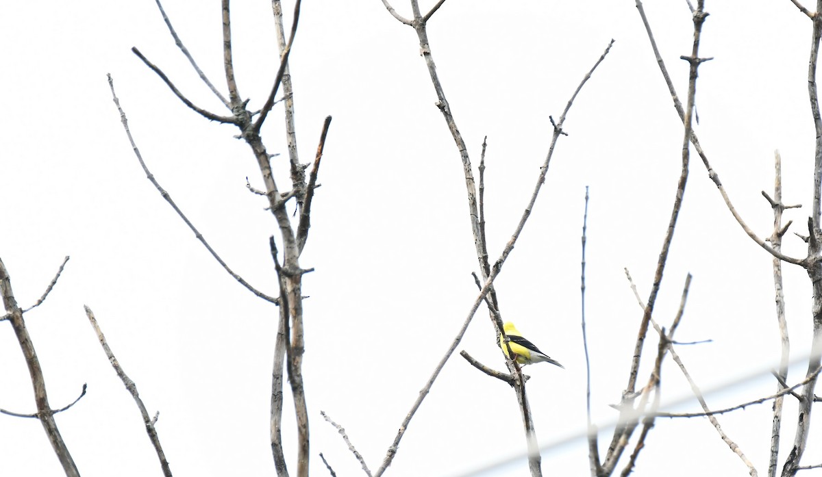 American Goldfinch - ML639769345