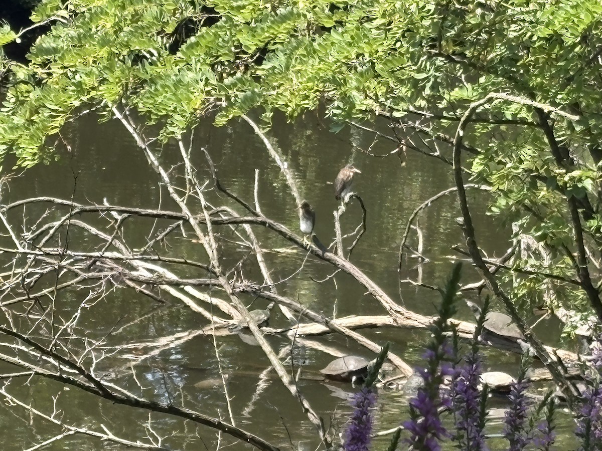 Green Heron - ML639769526