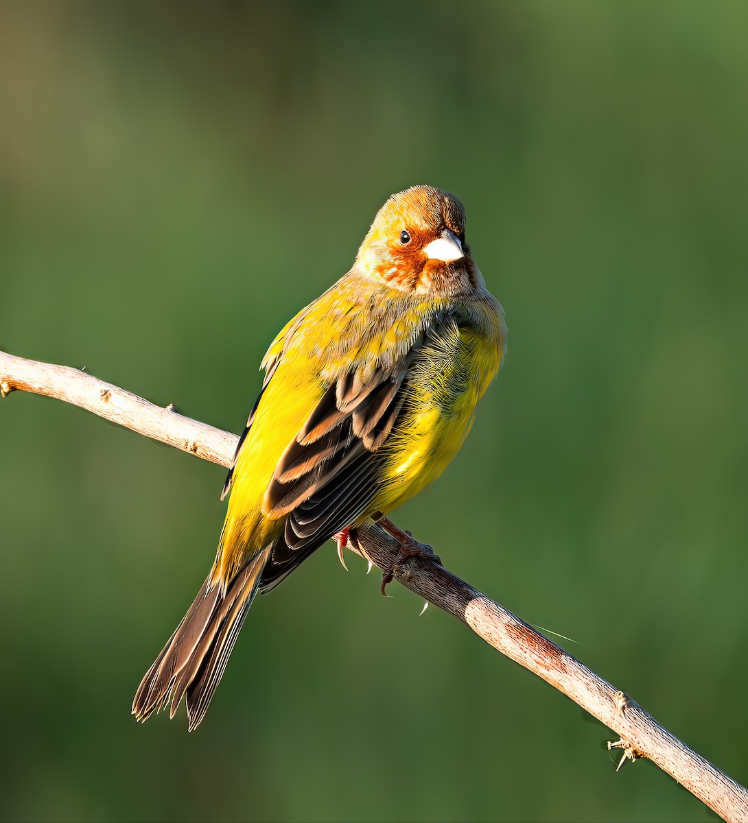 Red-headed Bunting - ML639769539