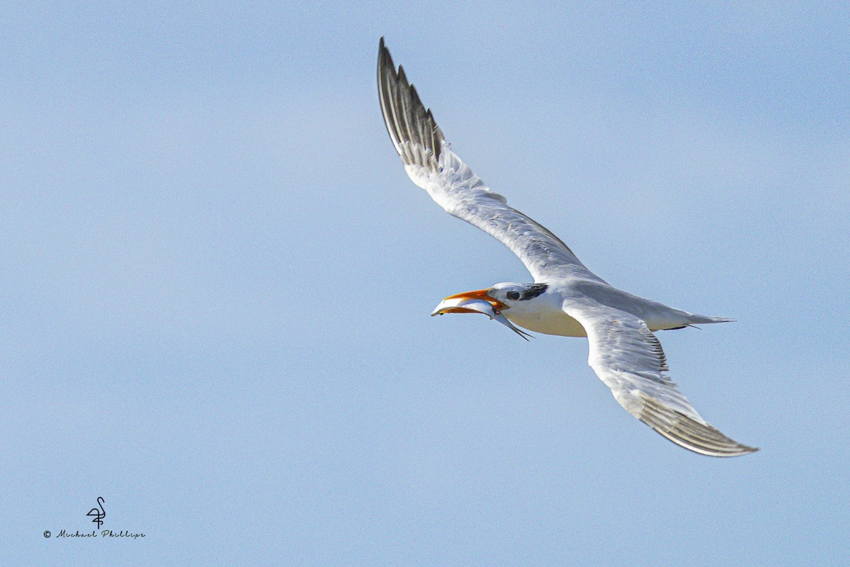 Royal Tern - ML639769546
