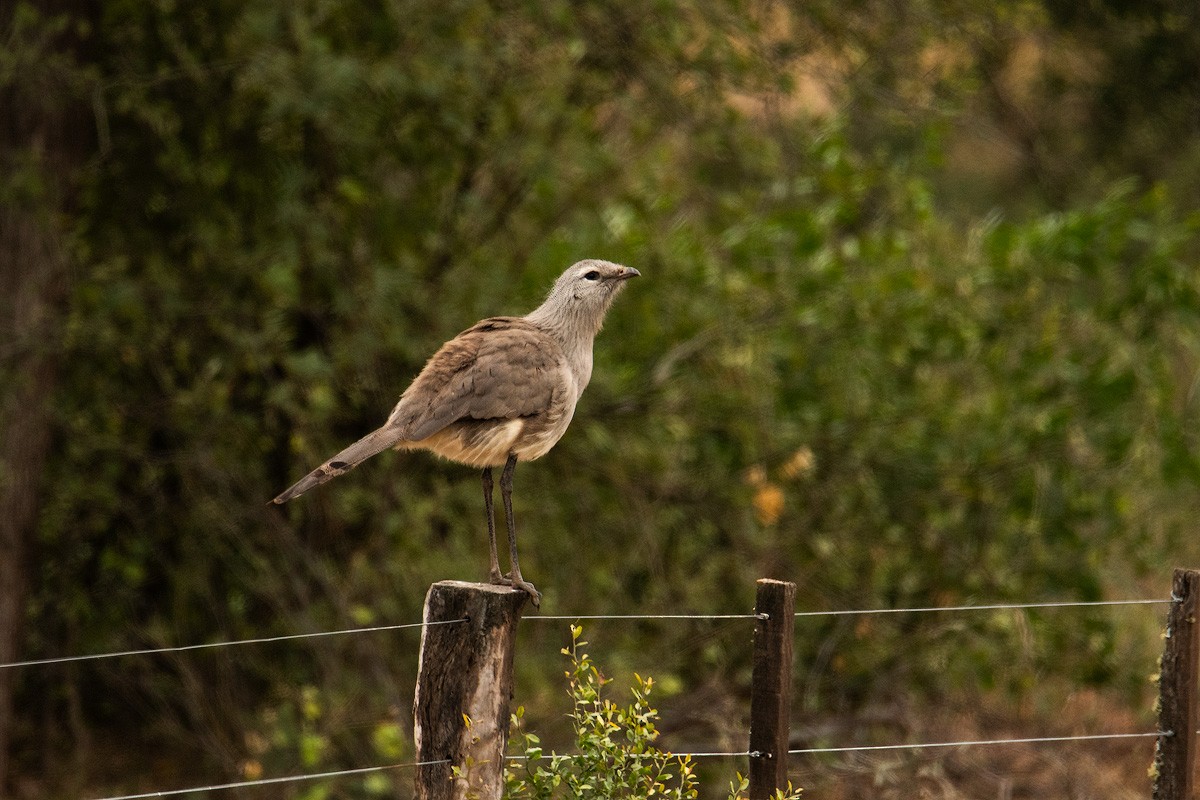 Black-legged Seriema - ML639769596