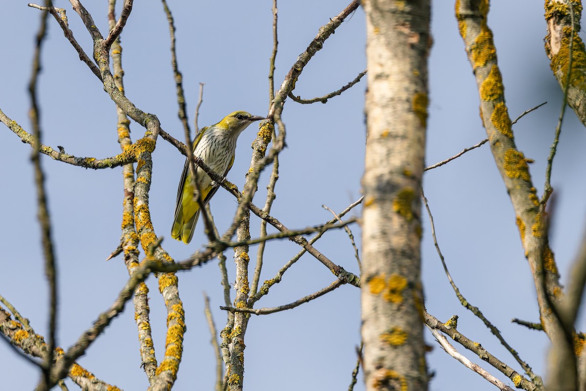 Eurasian Golden Oriole - ML639769599