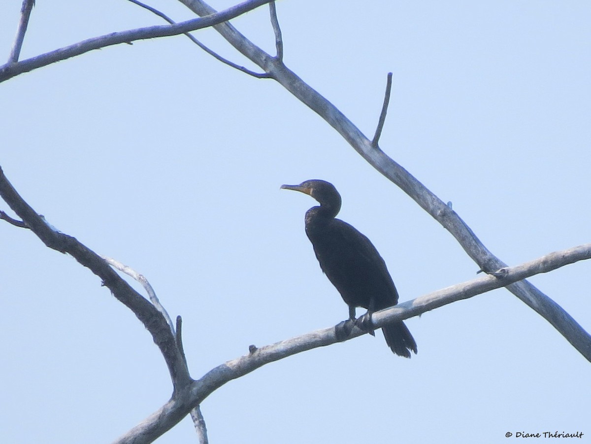 Double-crested Cormorant - ML639769688