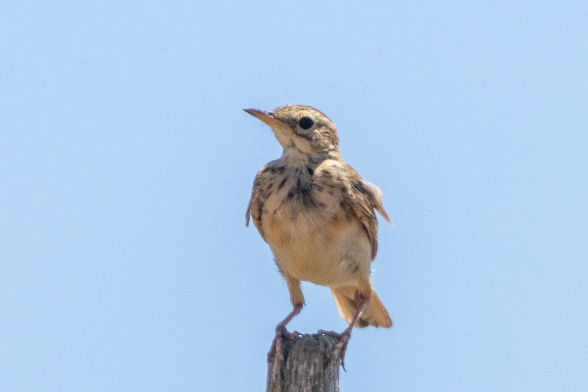 African Pipit - ML639769708