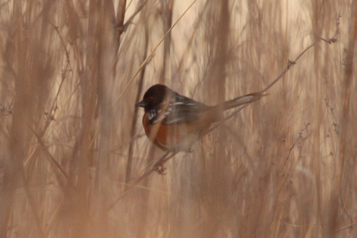 Spotted Towhee - ML639769812