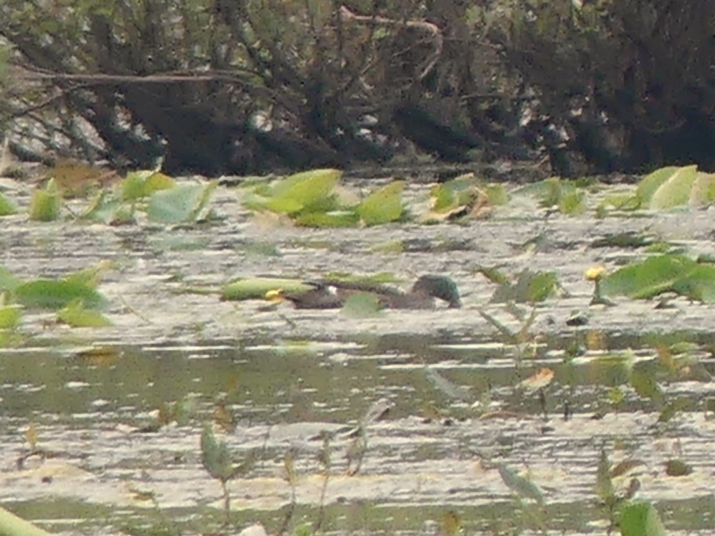 Gadwall - ML639769834
