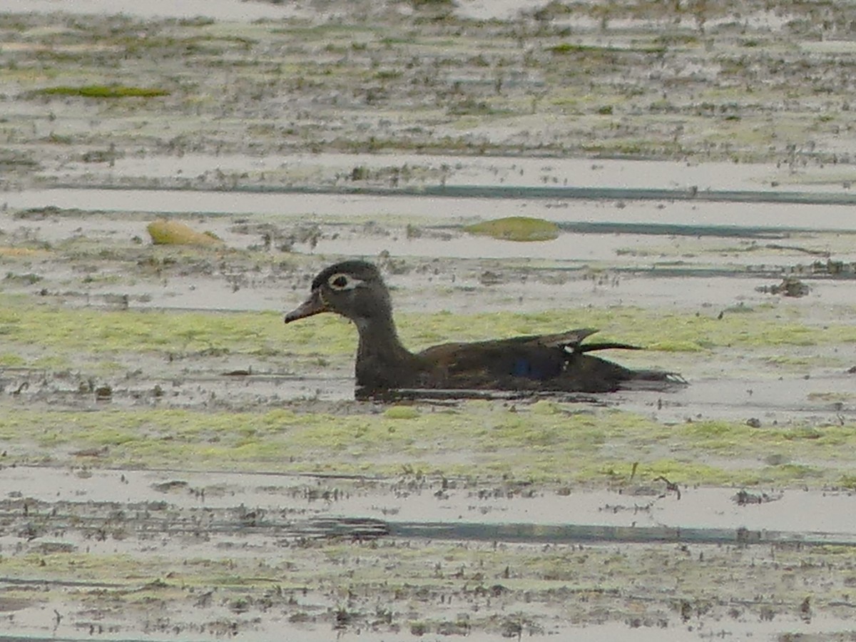 Wood Duck - ML639769891
