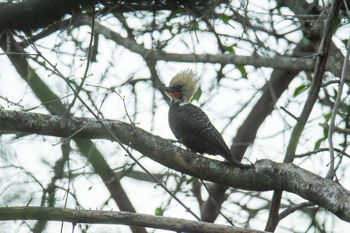 Pale-crested Woodpecker - ML639769912