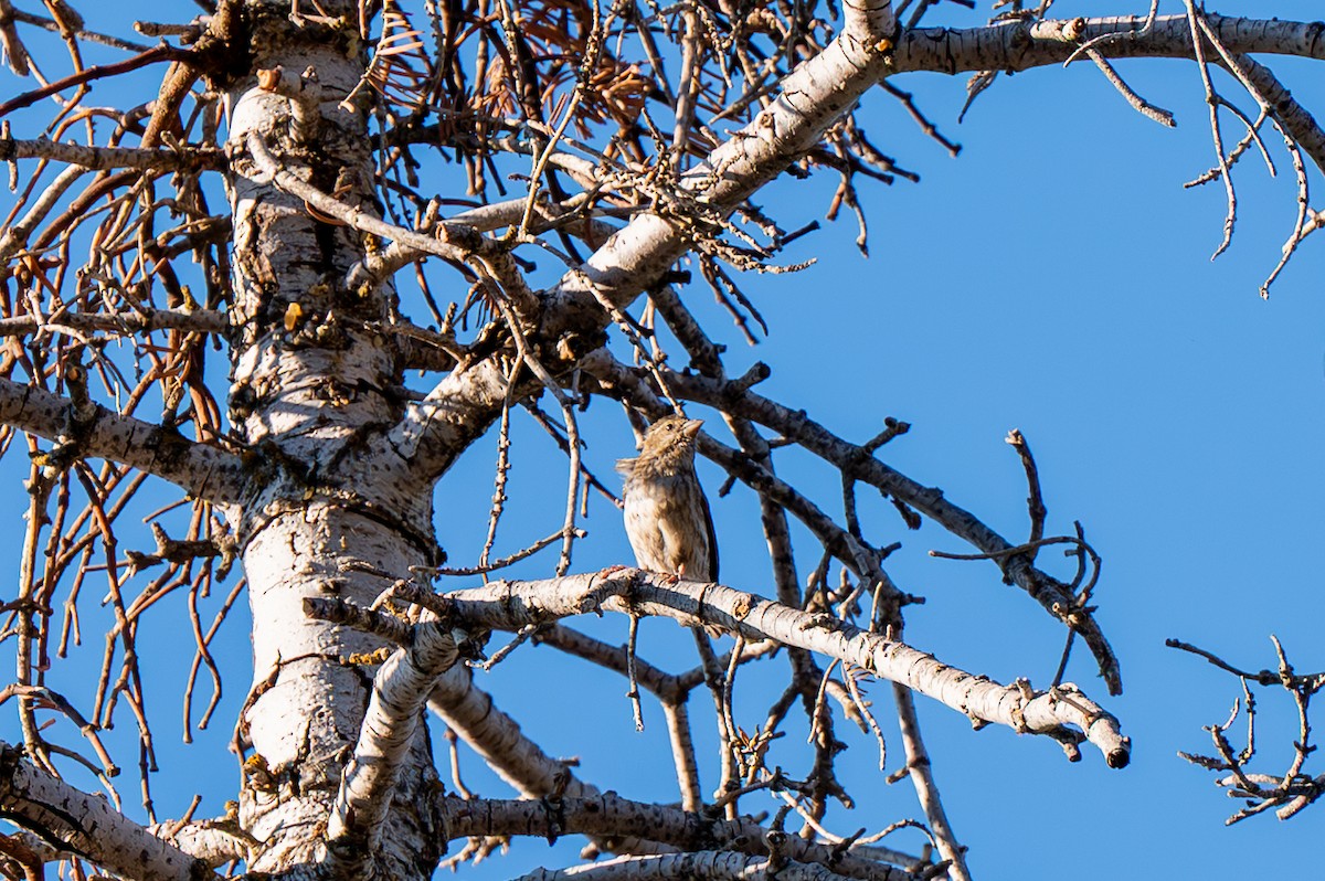 Purple Finch - ML639770065