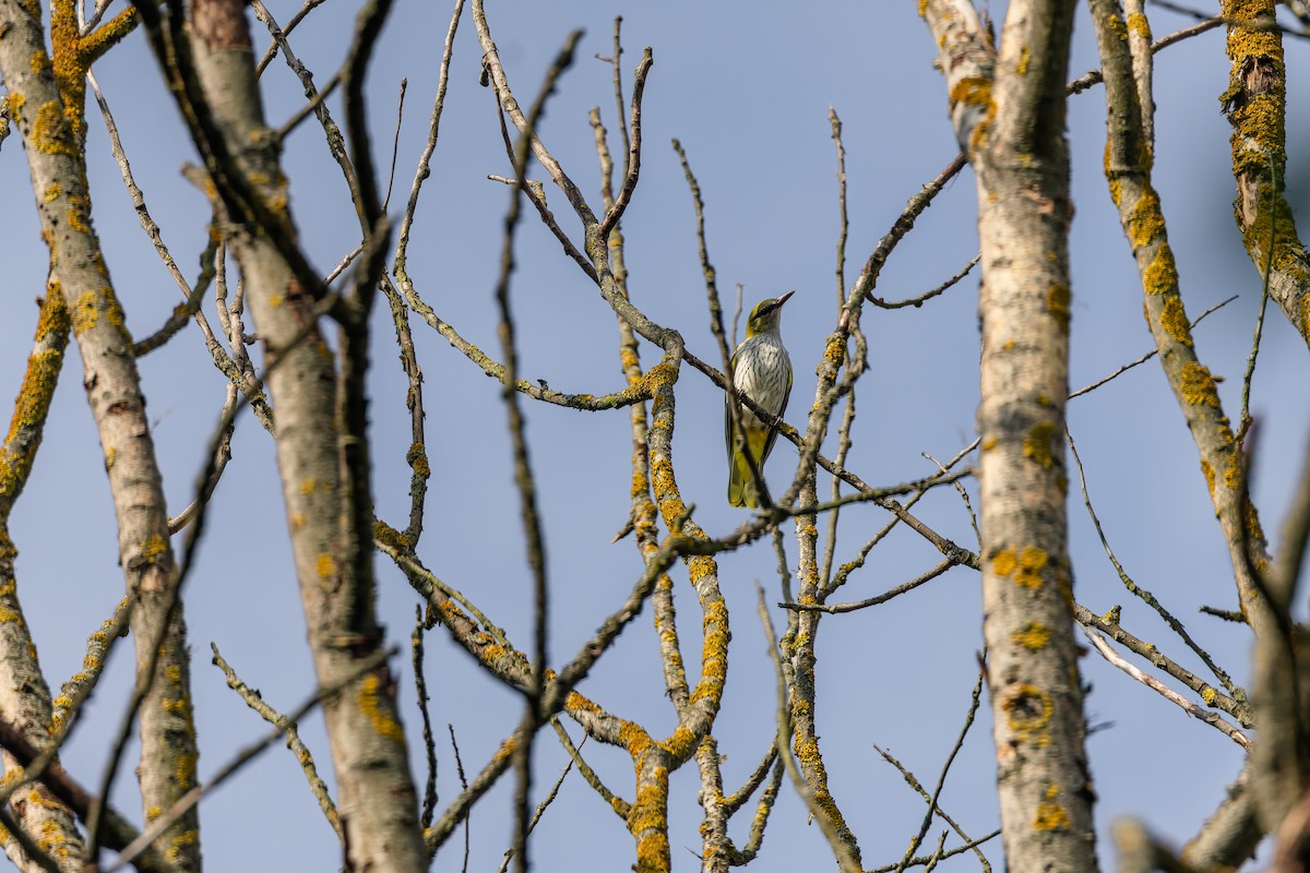 Eurasian Golden Oriole - ML639770374